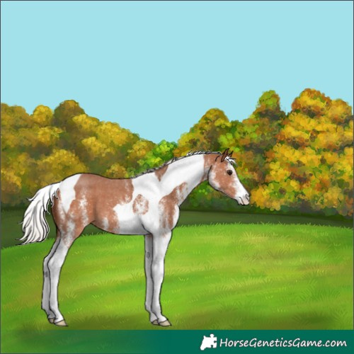 Horse Color:White Spotted Silver Bay Tobiano Appaloosa 