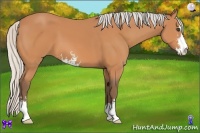 Horse Color:Silver Bay Sabino 