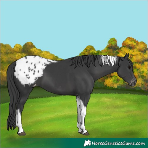 Horse Color:Black Tobiano Appaloosa 