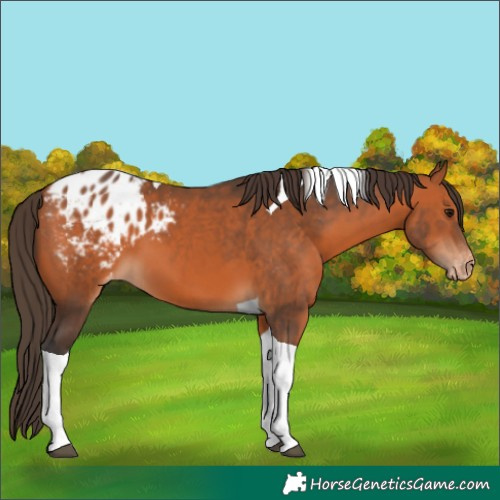 Horse Color:Bay Tobiano Appaloosa 