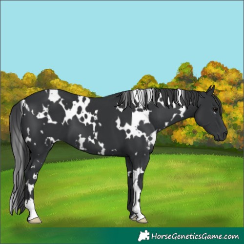 Horse Color:White Spotted Black 
