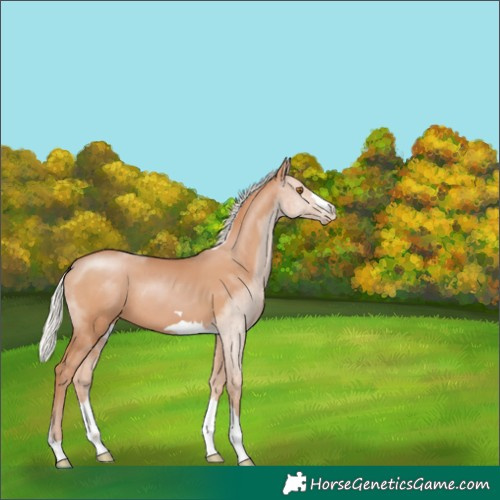 Horse Color:Silver Black Pearl 