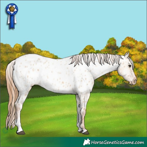 Horse Color:Red Dun Tobiano Appaloosa 