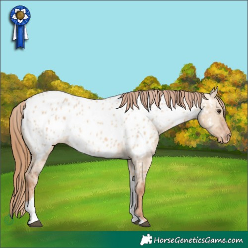 Horse Color:Red Dun Tobiano Appaloosa 