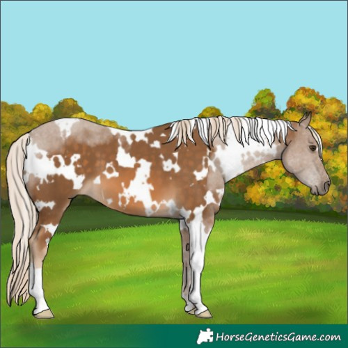 Horse Color:White Spotted Chocolate Palomino 