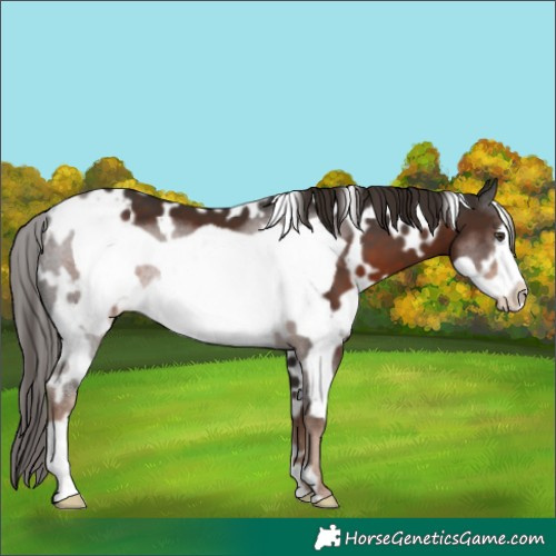 Horse Color:White Spotted Liver Chestnut Frame 