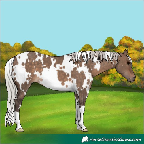 Horse Color:White Spotted Silver Brown Dun 
