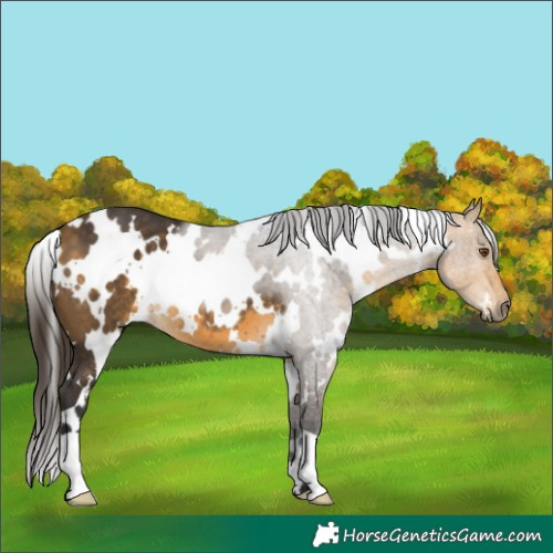 Horse Color:White Spotted Buckskin