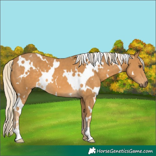 Horse Color:White Spotted Palomino