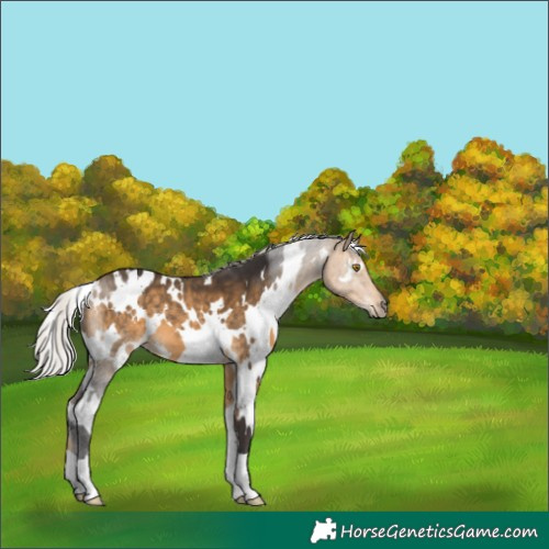 Horse Color:White Spotted Silver Buckskin 