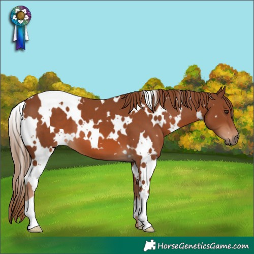 Horse Color:White Spotted Chestnut 