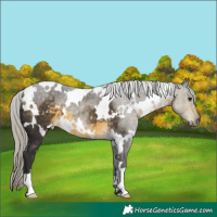 Horse Color:White Spotted Silver Buckskin