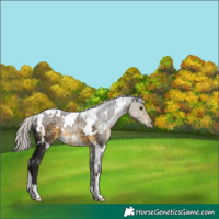 Horse Color:White Spotted Silver Buckskin 