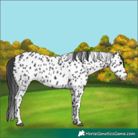 Horse Color:Black Leopard Rabicano 
