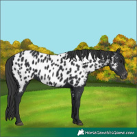 Horse Color:Black Near Leopard 