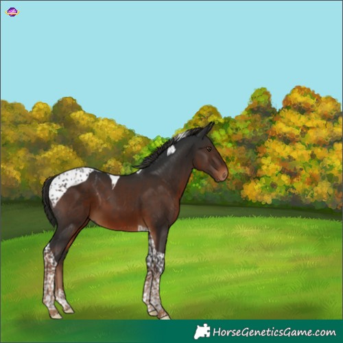 Horse Color:Gray Liver Chestnut Tobiano