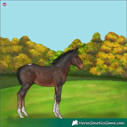 Horse Color:Gray Liver Chestnut Sabino Tobiano 