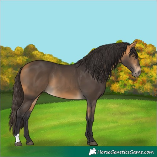 Horse Color:Buckskin 