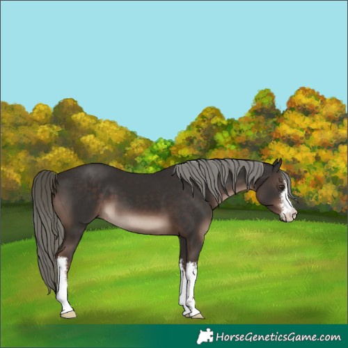 Horse Color:White Spotted Liver Chestnut Mushroom 