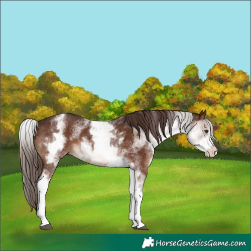 Horse Color:White Spotted Liver Chestnut 