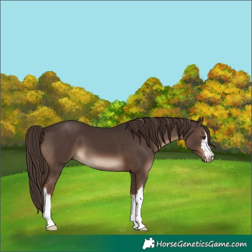 Horse Color:White Spotted Liver Chestnut 