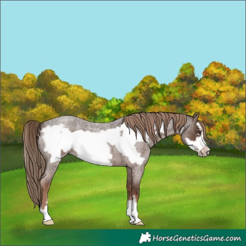 Horse Color:Liver Red Roan Frame 