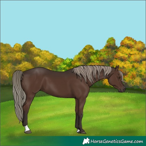 Horse Color:Liver Chestnut Mushroom 
