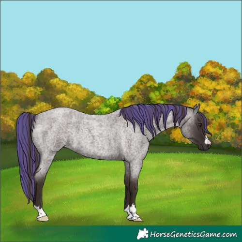 Horse Color:Painted Liver Red Roan Rabicano 
