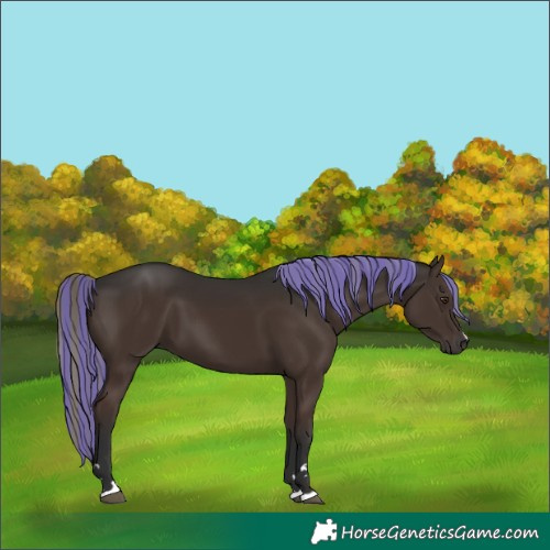 Horse Color:Painted Liver Chestnut Mushroom 