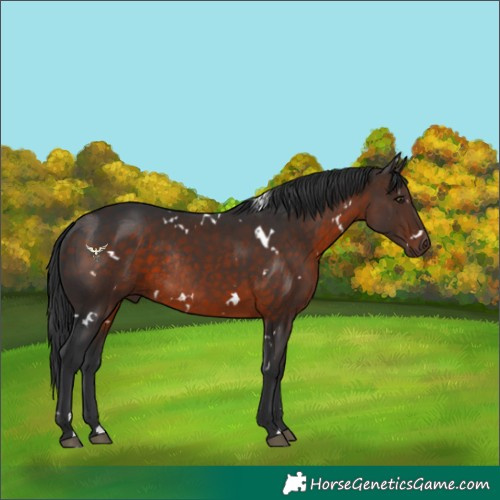 Horse Color:White Spotted Brown Rabicano 