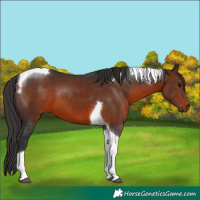 Horse Color:Brown Tobiano 