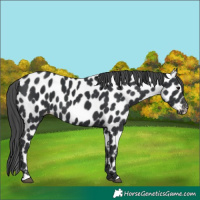 Horse Color:Black Near Leopard 