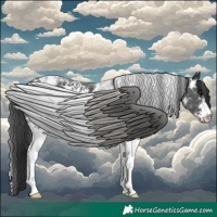 Horse Color:Black Sabino 
