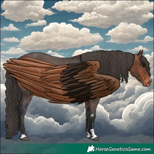 Horse Color:Black Appaloosa and Brown Appaloosa