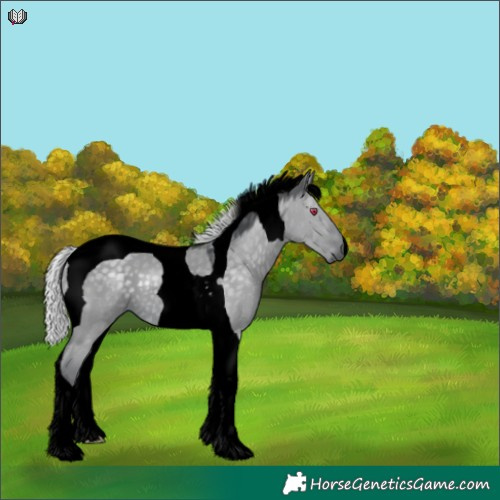 Horse Color:Void Silver Grullo Chinchilla Tobiano 