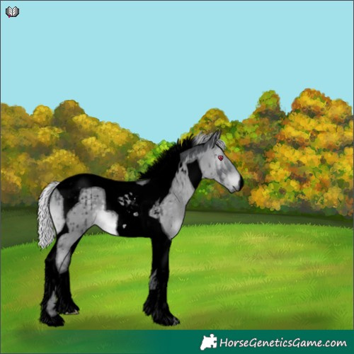 Horse Color:Void Silver Grullo Chinchilla Tobiano Brindle 