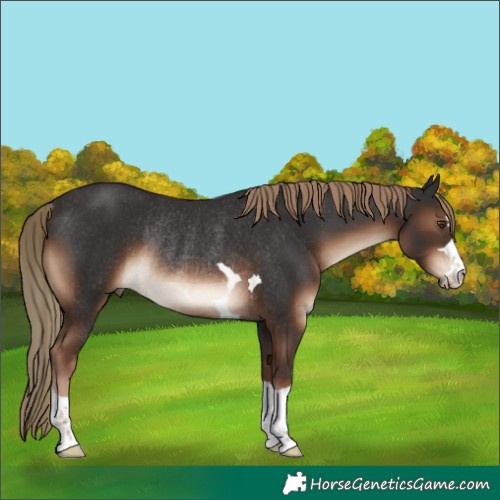 Horse Color:Liver Chestnut Rabicano 