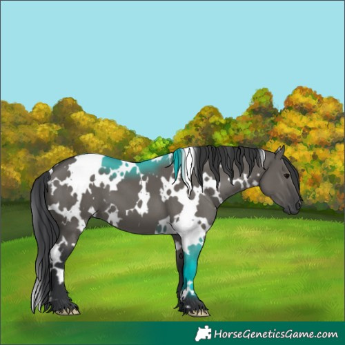 Horse Color:White Spotted Grullo 