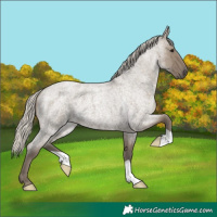 Horse Color:Silver Smoky Grullo Roan 