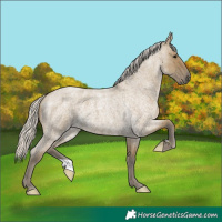 Horse Color:Silver Smoky Grullo Roan 