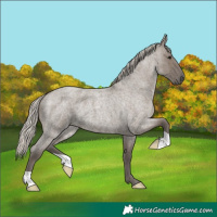 Horse Color:Silver Grullo Roan 