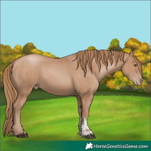 Horse Color:Black Pearl Sabino