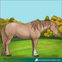 Horse Color:Black Pearl Sabino