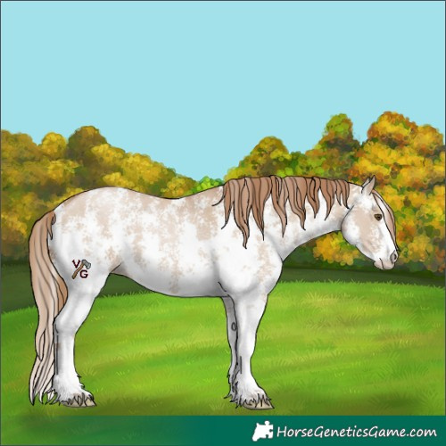 Horse Color:Grullo Pearl Sabino 