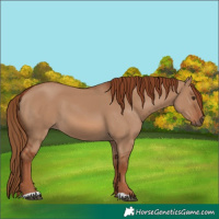 Horse Color:Unknown 