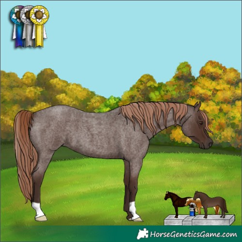 Horse Color:Liver Red Roan 