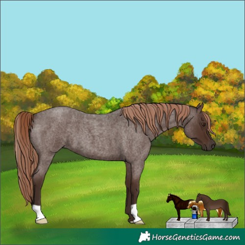 Horse Color:Liver Red Roan 
