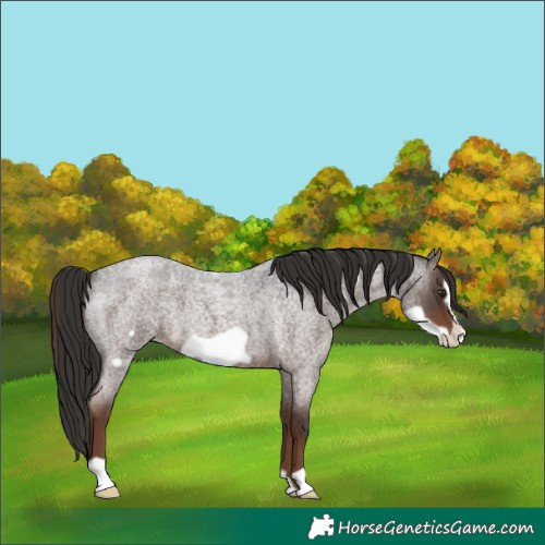 Horse Color:Liver Red Roan Frame 