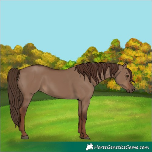 Horse Color:Liver Red Dun 