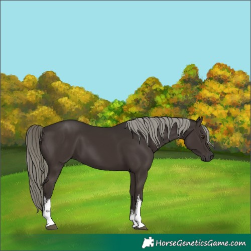Horse Color:White Spotted Liver Chestnut Mushroom 